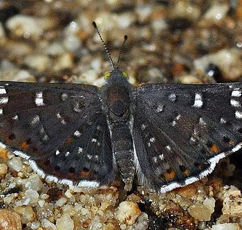 Apodemia hepburni