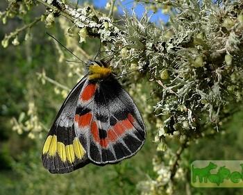 Delias harpalyce