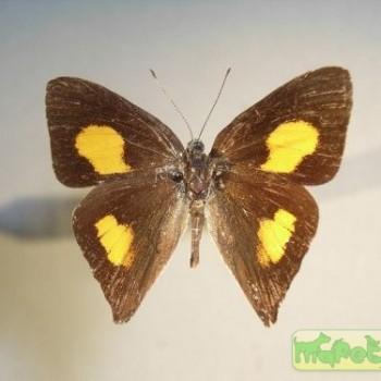 Euselasia thucydides