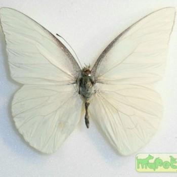 Saletara liberia