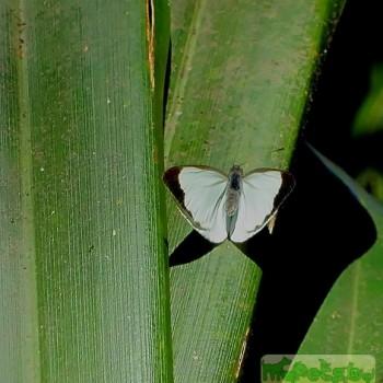Elodina padusa