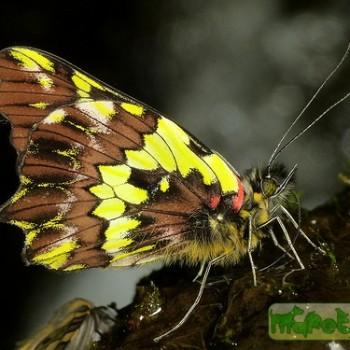 Leodonta tellane