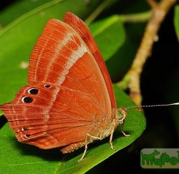 Abisara echerius