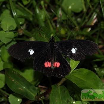 Archonias brassolis
