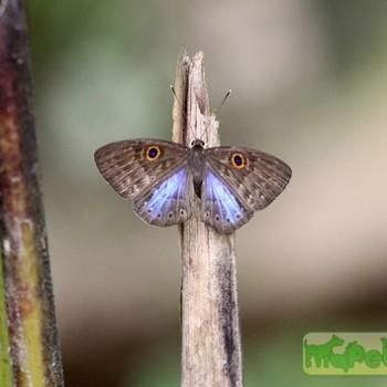 Eurybia caerulescens
