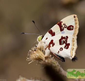 Anteros formosus