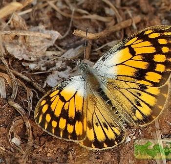 colotis aurigineus