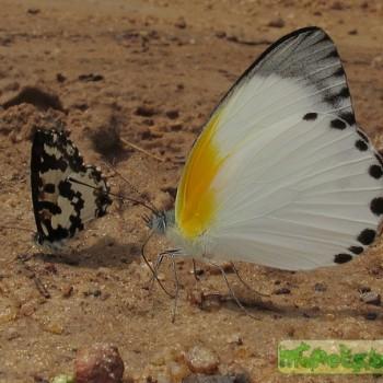 Appias sylvia