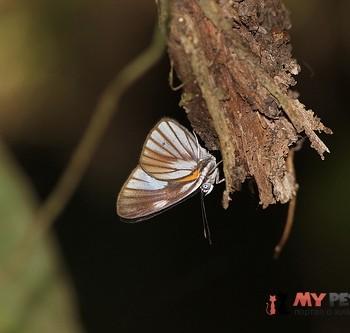Setabis myrtis