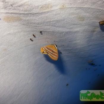 Euselasia euriteus