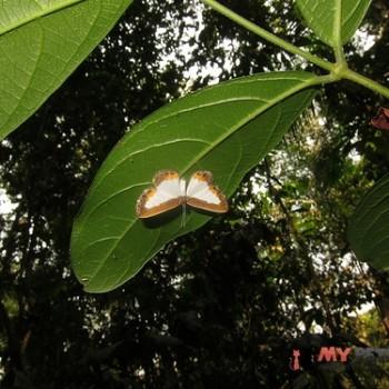 Nymphidium omois