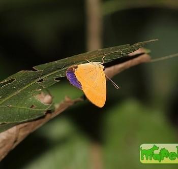 Euselasia gelanor
