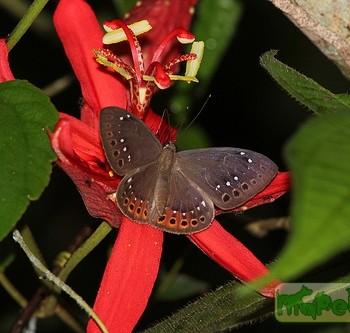 Eurybia albiseriata