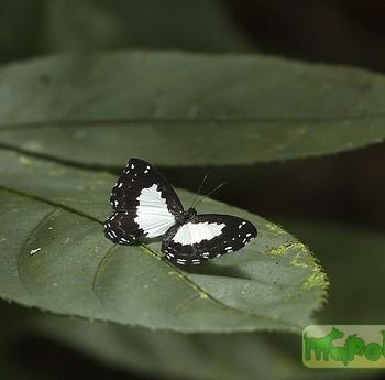 Stiboges nymphidia