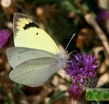 Colotis subfasciatus