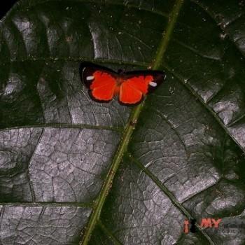 Mesene leucophrys