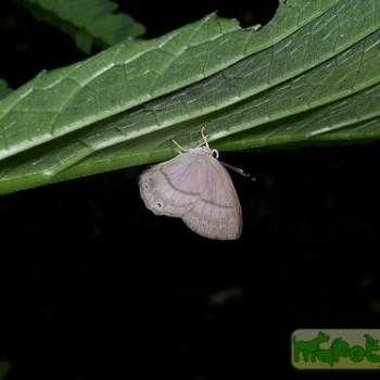 Euselasia alcmena