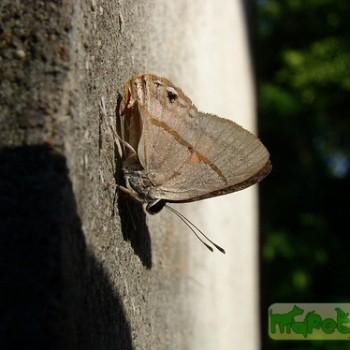 Euselasia crinon