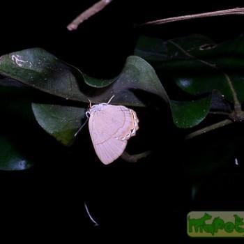 Euselasia euboea