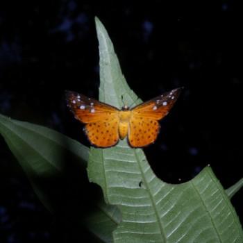 Echenais thelephus