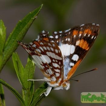 Ariconias glaphyra