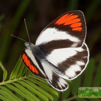 colotis euippe