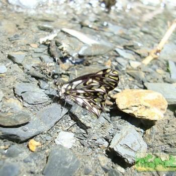 Catasticta suasa