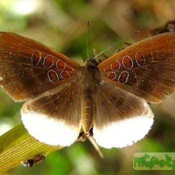 Adelotypa annulifera
