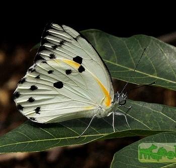 belenois sudanensis
