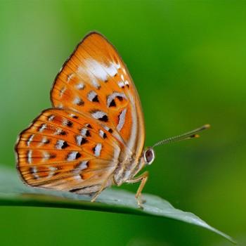 Taxila haquinus