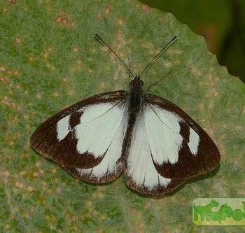 Leptophobia penthica