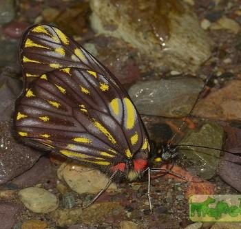 Catasticta flisa