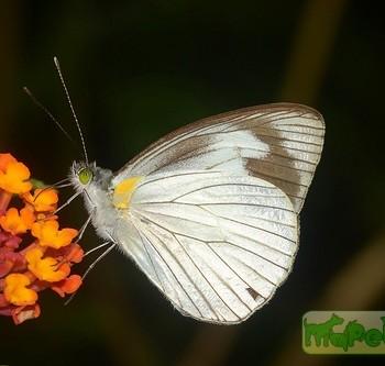 Leptophobia tovaria