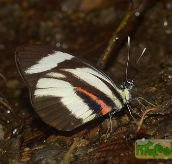 Perrhybris lorena