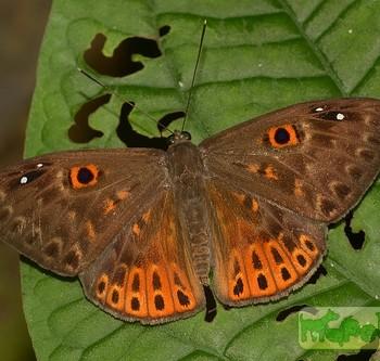 Eurybia nicaeus