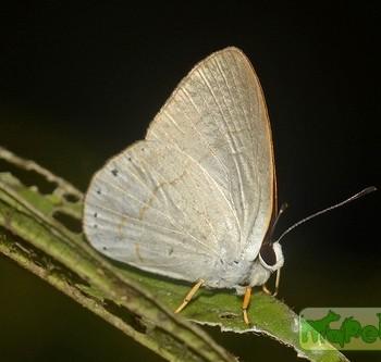 Euselasia subargentea