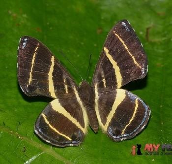 Baeotis euprepes