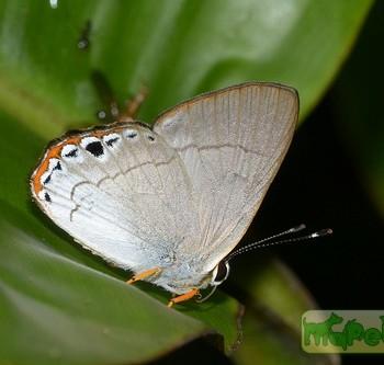 Euselasia baucis