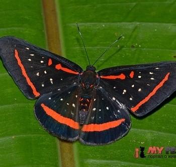 Amarynthis meneria
