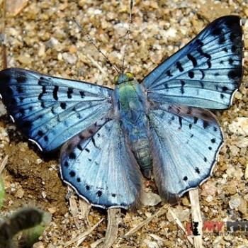 Lasaia agesilas