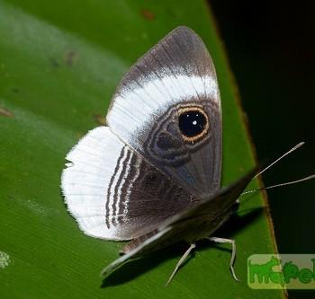 Mesosemia machaera