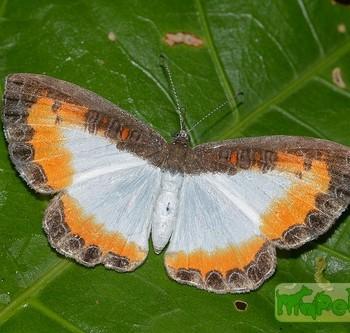 Nymphidium caricae