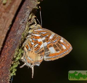 Sarota chrysus