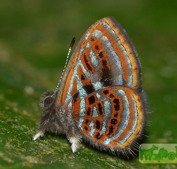 Sarota gyas