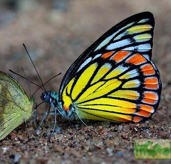 Prioneris sita