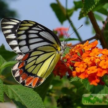 Delias eucharis