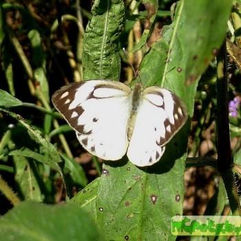 Cepora nerissa
