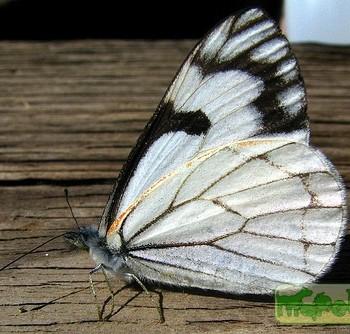 Neophasia menapia