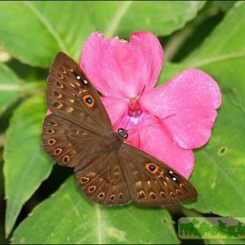 Eurybia dardus