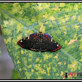 Caria chrysame